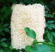 Bucha vegetal