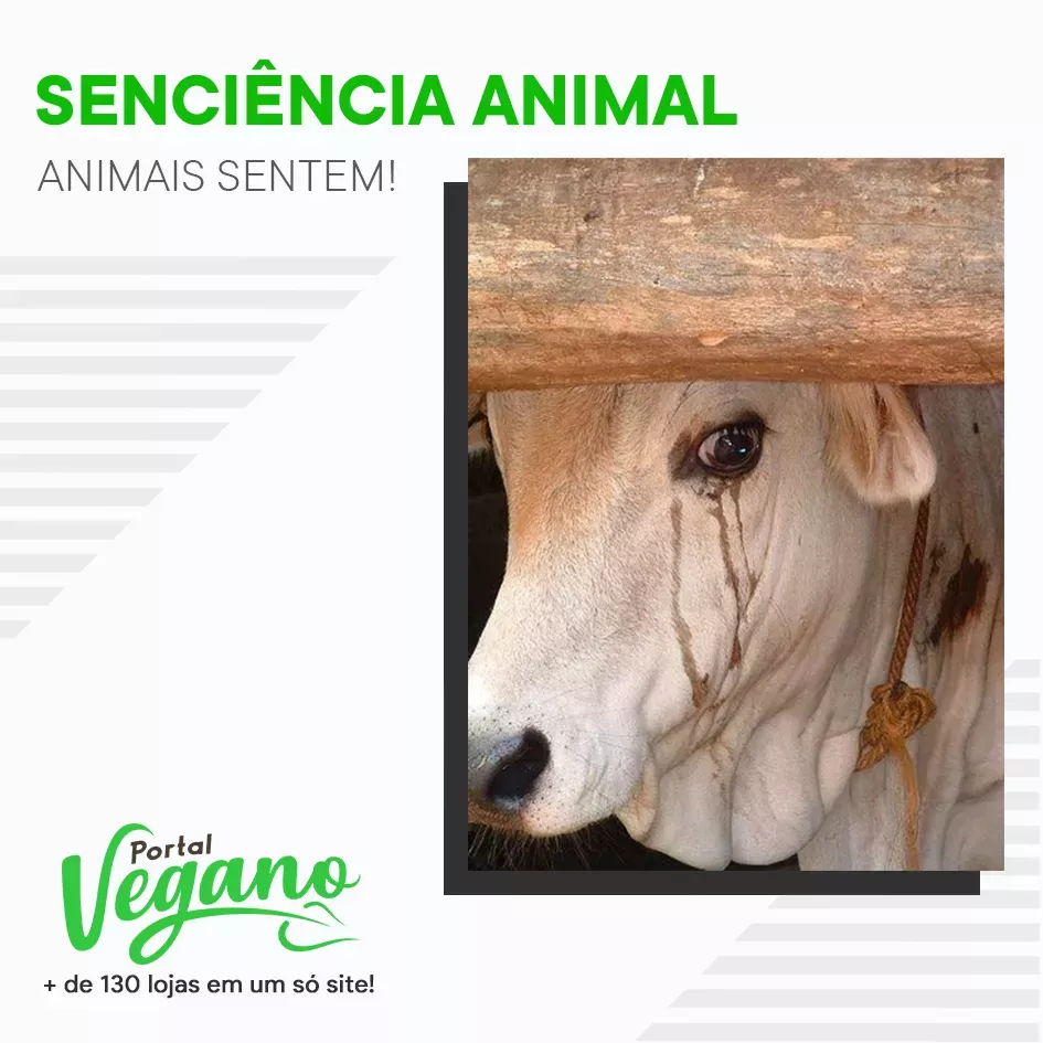 Senciência animal: animais sentem!