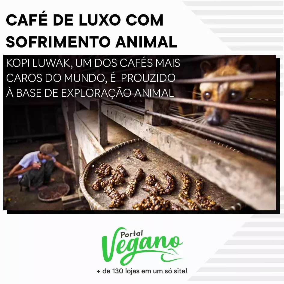 Café de luxo com sofrimento animal - Kopi Luwak, um dos cafés mais caros do mundo, é produzido à base de exploração animal