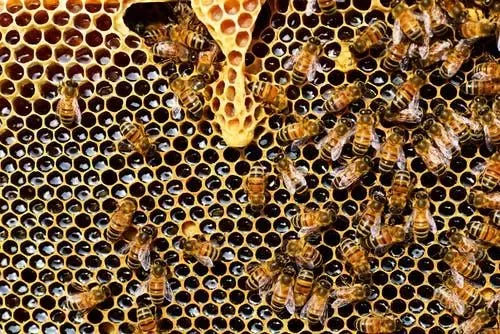 Colmeia de abelhas produzindo mel