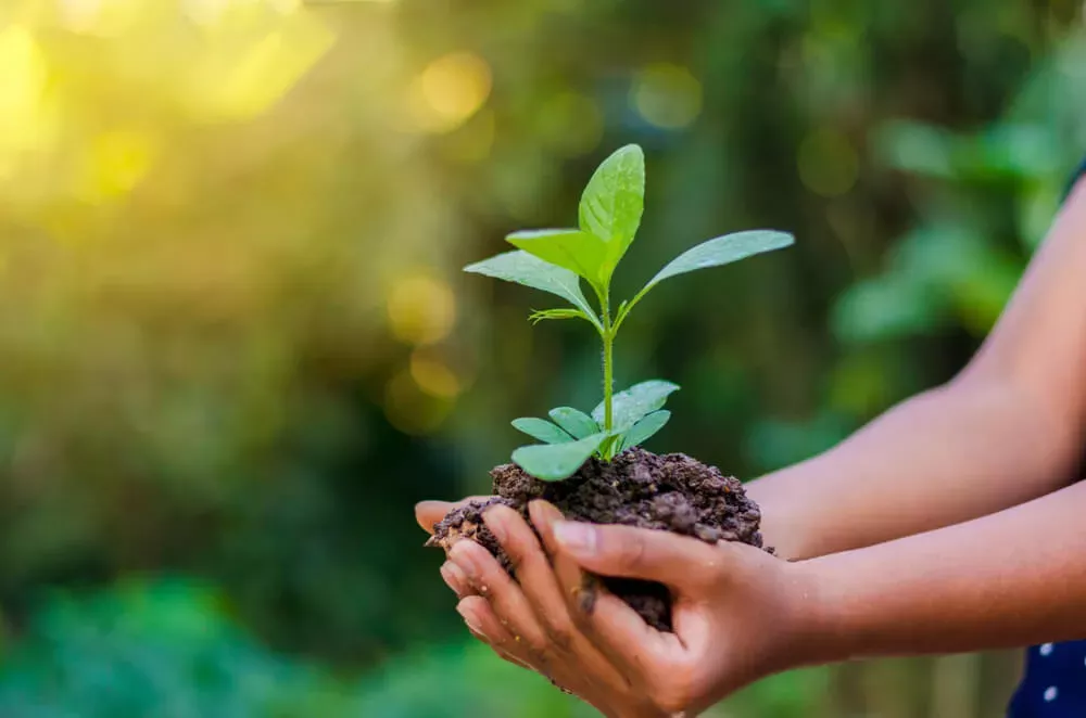 Pequenas atitudes para ajudar o meio ambiente